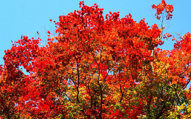 Árboles de Otoño - Autumn Trees