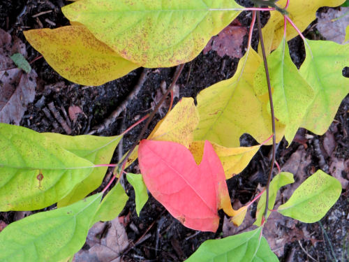 sassafras leaves