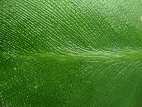 Green Leaf (Fingerprints) photo (c) 2012 by Maja Trochimczyk