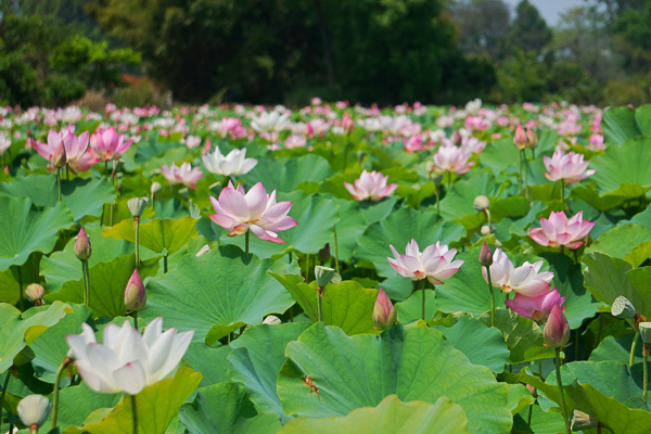 嘉義民雄保安宮荷花池荷花朵朵開，黃家宗祠當背景畫面更豐富