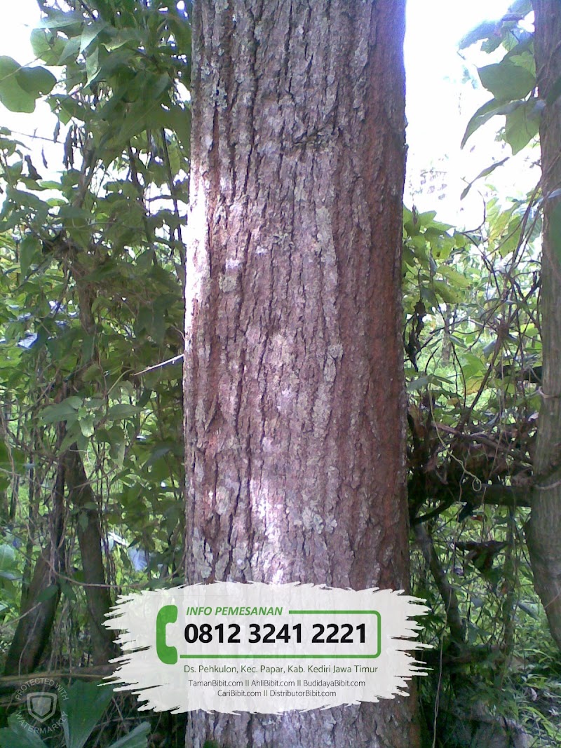 Konsep Terbaru Kelebihan Kayu Suren, Motif Kayu