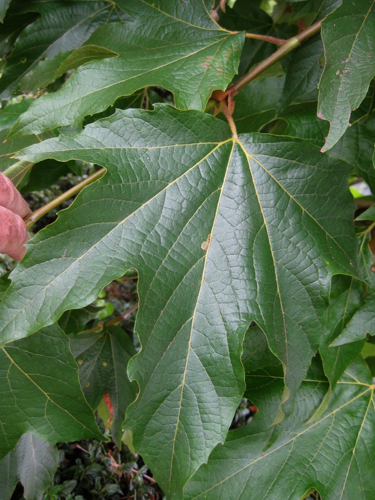 Trees of Santa Cruz County: Platanus racemosa - California ...