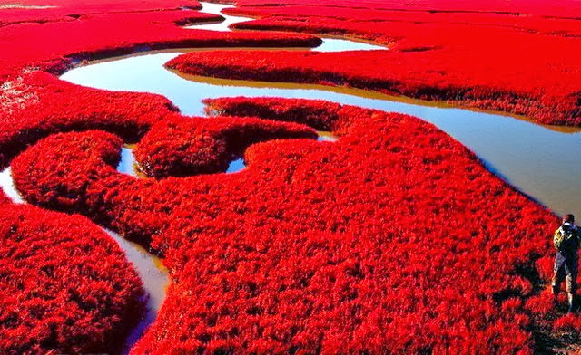 Amazing Red Beach in China