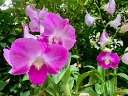 Dendrobium Jacinda Ardern