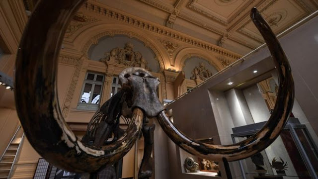 Kerangka Mammoth Wol Dijual Seharga 548.000 Euro di Prancis