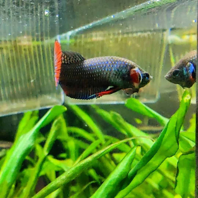 Knowing All Fun Facts Of The Wild Betta Imbellis Or Peaceful Betta Fish