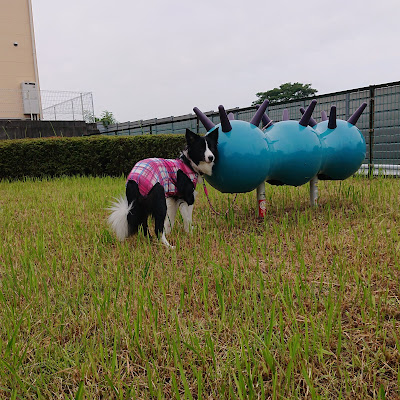 術後散歩の許可をもらい公園へ来たボーダーコリー