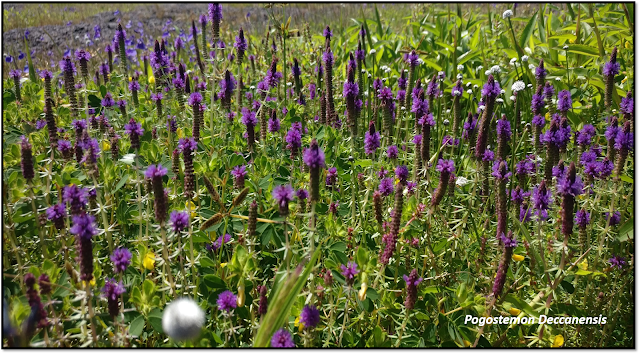 a valley of flowers-kaas pathar, species of plant