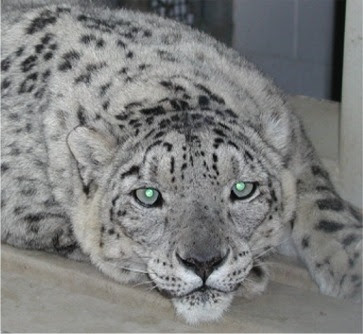 Snow Leopard