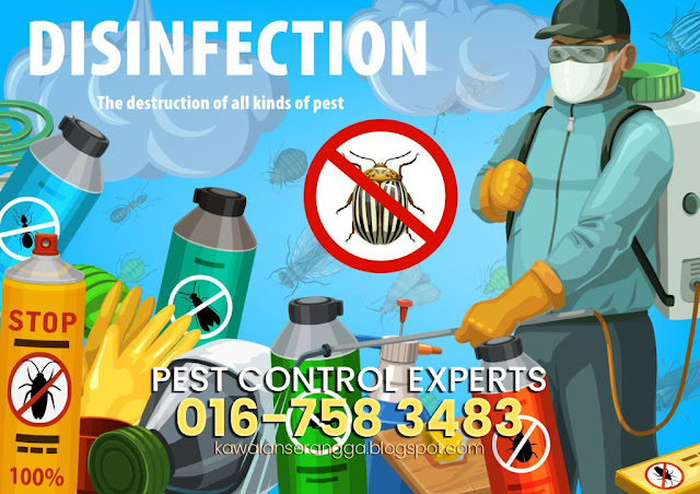 Racun tikus Pest Control Experts