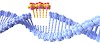 CRISPR-Cas9 cure to Genetic Disorders