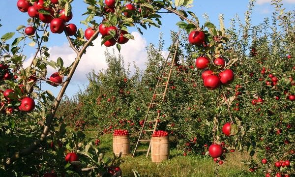 Farmers are now looking for an alternative to grow apples locally, and the farming of Wambugu apples has excited many farmers in Kenya and abroad.