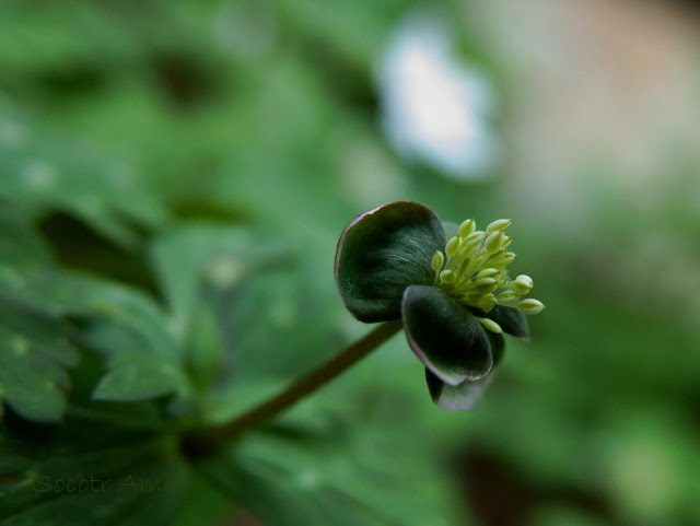 Anemone flaccida