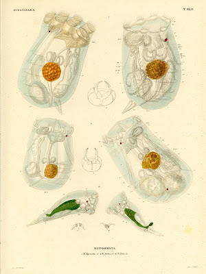 Hydatinaea, Notommata