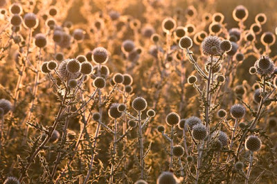 kék szamárkenyér (Echinops ruthenicus)