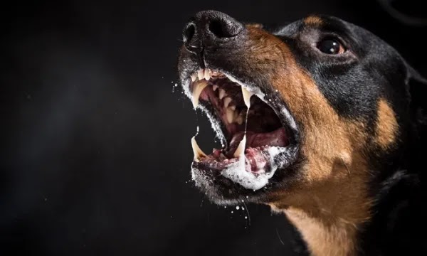 داء الكلب في الكلاب - الأعراض والعدوى والعلاج