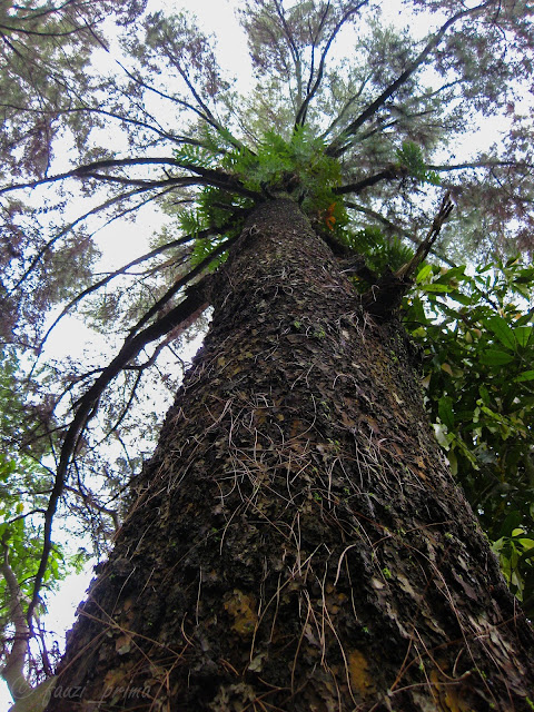 Pohon Pinus di wisata alam Telaga Remis