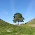 Sycamore