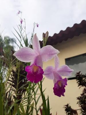 [ VÍDEO] -  ORQUÍDEA-BAMBU ( ARUNDINA) - Conheça, Cultive e Saiba Como Cuidar Essa Beleza da Natureza!