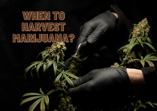 When to Harvest Marijuana
