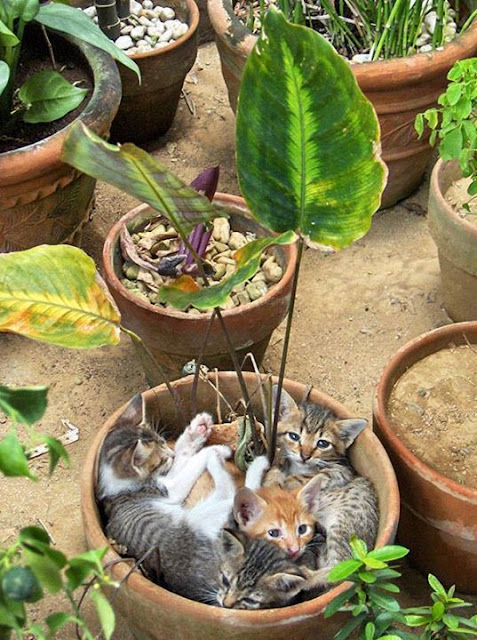 Cats and plants