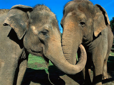 Foto gajah Asia