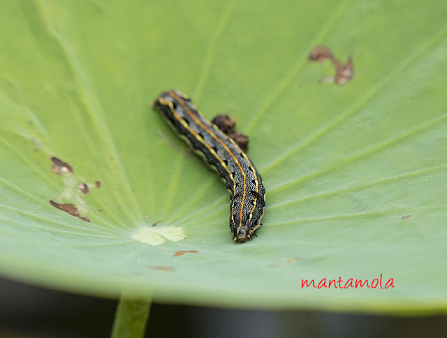 Caterpillar, Lotus leaf