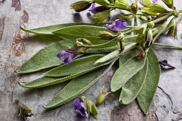Salvia