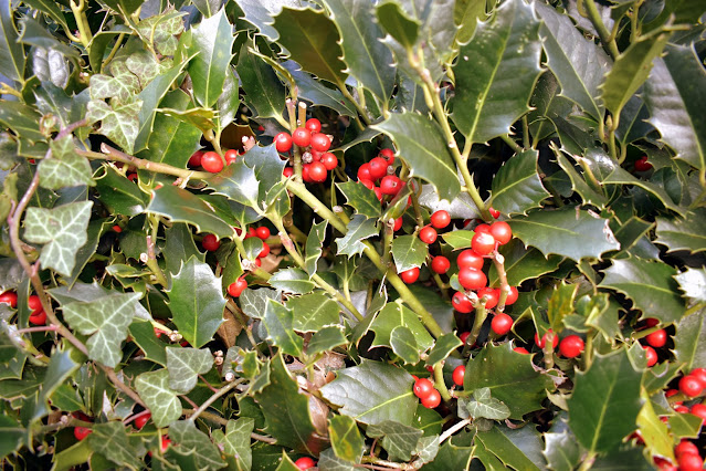 Holly red berries