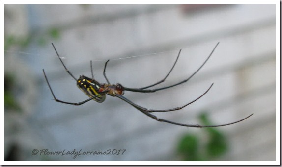 12-05-garden-spider