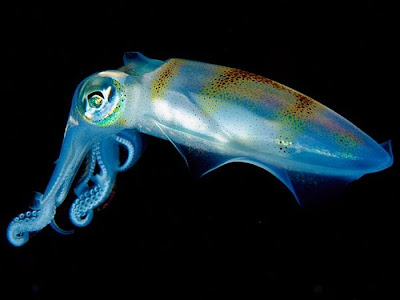 Beautiful Translucent Underwater Creatures