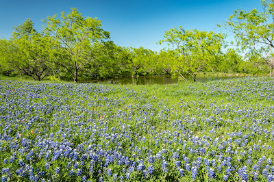 Bluebonnets along FM 660 near Bristol