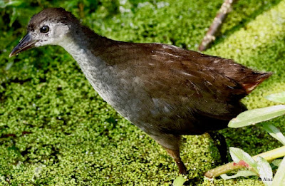 White-breasted Waterhen - Subadult