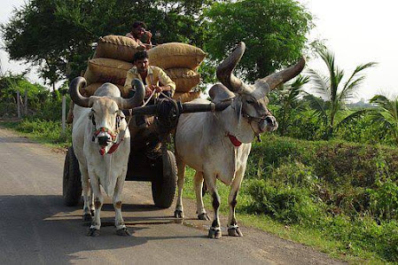 Oxen is on the list of the top strongest animals in the world.