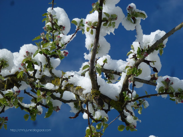 Apfelbaum Äste mit Schnee - 27.04.16