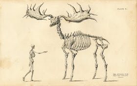 Esqueleto Megaloceros giganteus