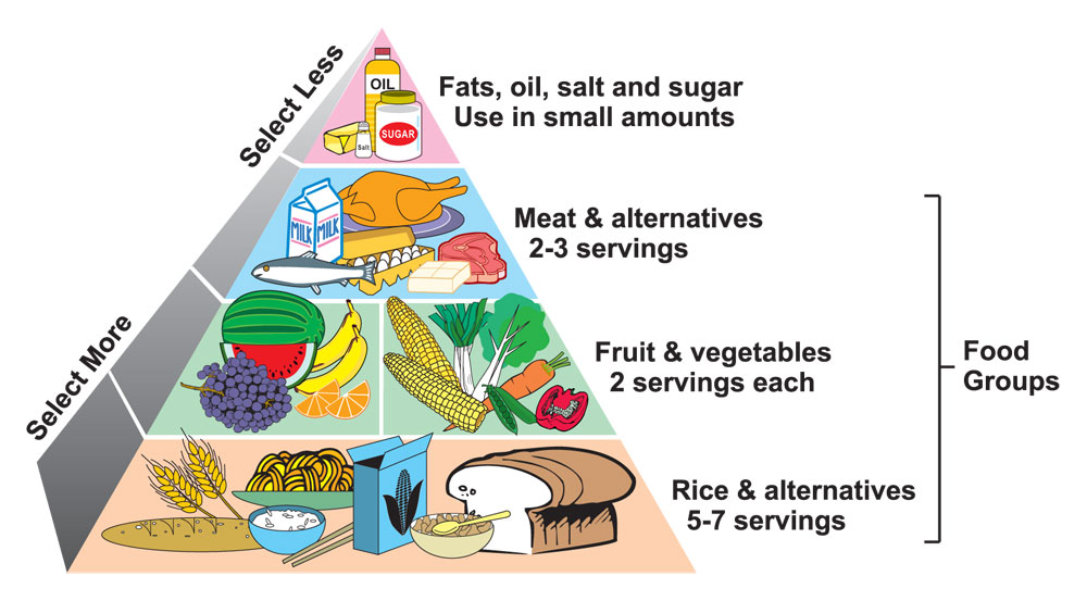 food chain pyramid worksheet. Healthy+food+pyramid+for+