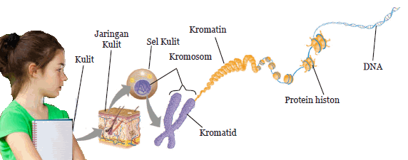 DNA