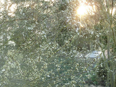 Sunrise behind blossoming plum tree 27 March 2012 