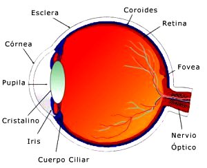 Dibujo partes del ojo - Vista