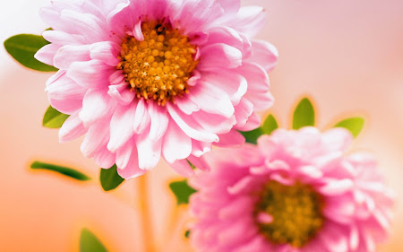Love Wallpaper: Gambar-Gambar Bunga Berwarna Merah Muda