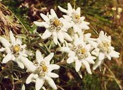 edelweiss