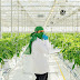 Dry Spell: Canada Runs Low on Legal Marijuana Just Weeks After Its Approval