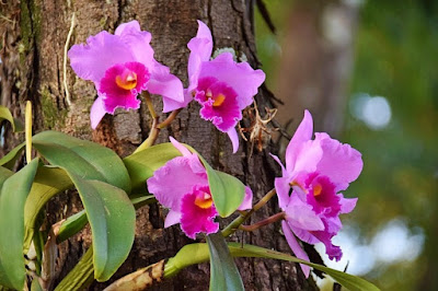 Cultivar orquídeas montadas em troncos