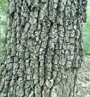 clip_image003