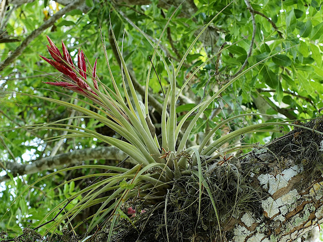 αερόφυτο airplant, Tillandsia, ορισμός, ετυμολογία, λεξικό, βοτανική ορολογία, γλωσσάρι