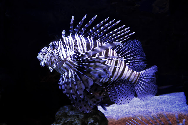 Los peces del género Pterois tienen un par de aletas en forma de abanico en las aletas pectorales y una punzante primera aleta dorsal.