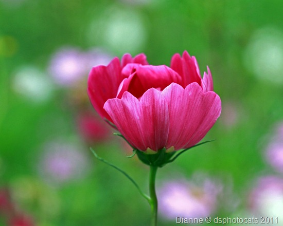 IMG_6069 Cosmos