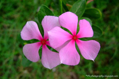 Rosy Periwinkle Flower