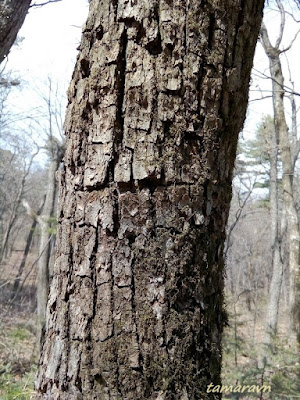 Липа амурская (Tilia amurensis)